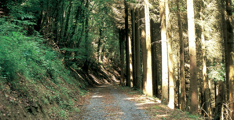  Gemeindewald 